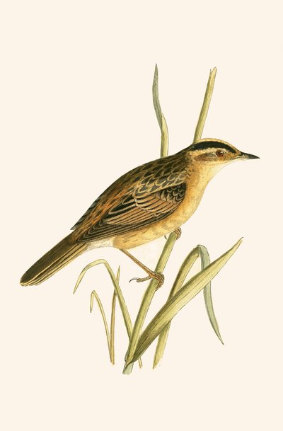 Aquatic Warbler, illustration fra 