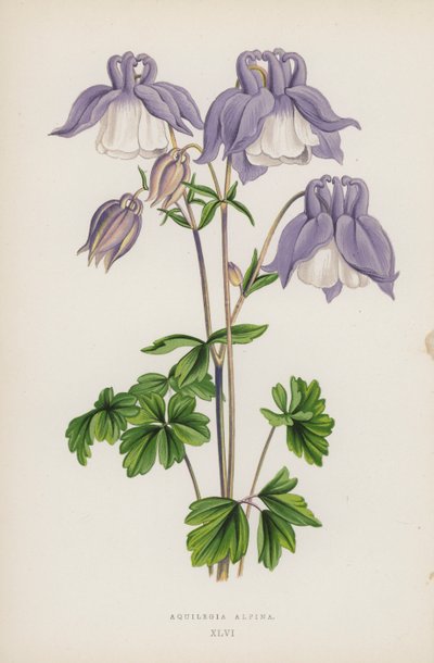 Aquilegia Alpina (farve litho) af English School