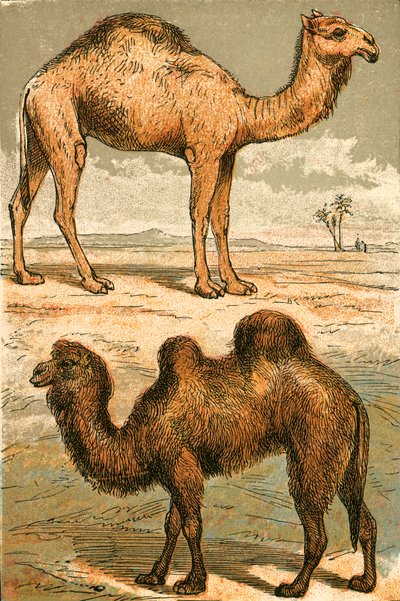 Arabisk kamel og baktrisk kamel af English School