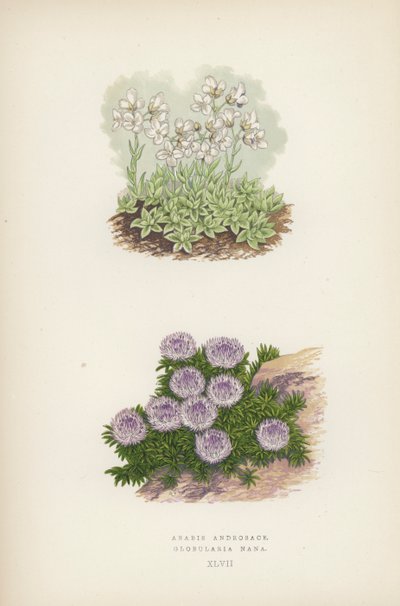 Arabis Androsace; Globularia Nana (farve litho) af English School