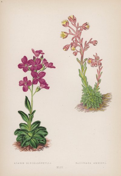 Arabis Blepharophylla; Saxifraga Ambigua (farve litho) af English School