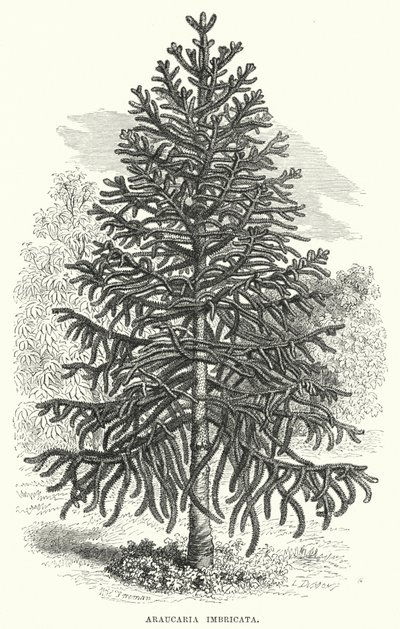 Araucaria Imbricata (gravering) af English School