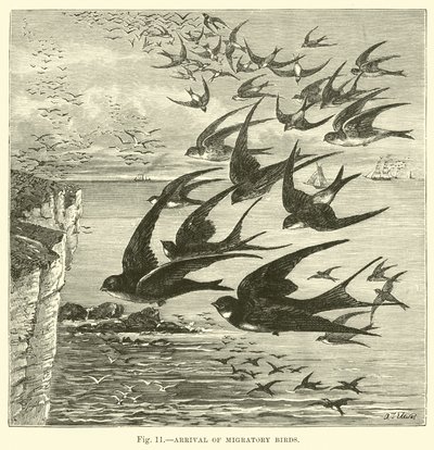 Arrival of migratory birds  af English School