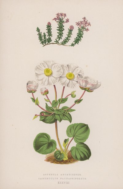 Asperula Arcadiensis; Ranunculus Parnassifolius (farvelitografi) af English School
