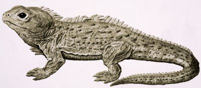 At Home in the Wilds: Land of Living Fossils af English School