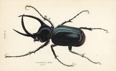 Atlasbille, Chalcosoma atlas (Scarabaeus atlas) af English School