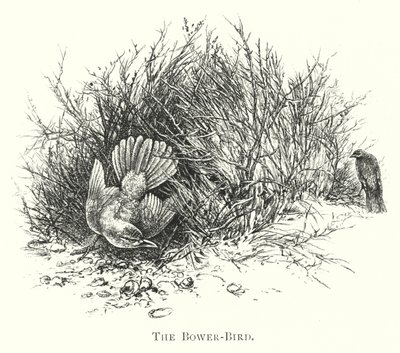 Australien: The Bower-Bird (gravering) af English School