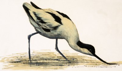 Avocet af English School