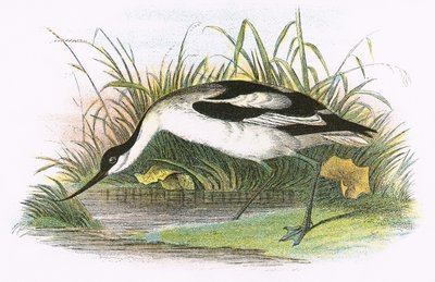 Avocet af English School