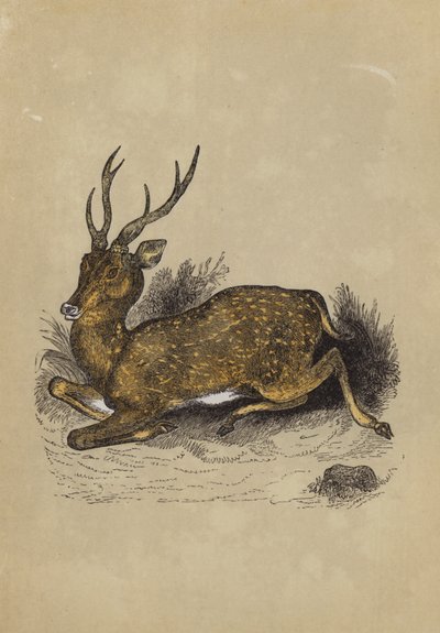 Axis Deer (farve litho) af English School