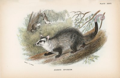 Azaras Opossum af English School