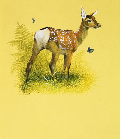 Baby Deer (gouache på papir) af English School