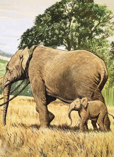 Baby elefant og mor af English School