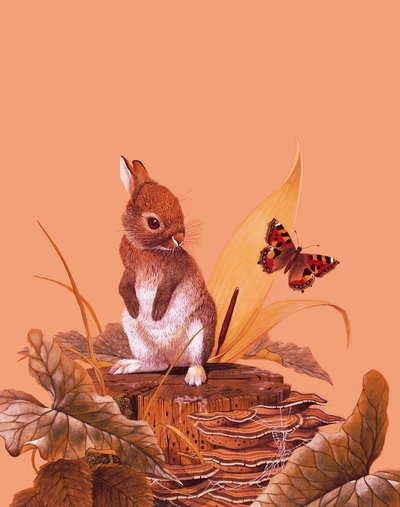 Baby kanin af English School