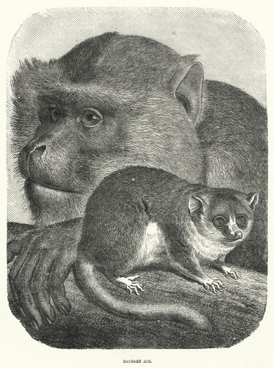 Barbary Ape (gravering) af English School