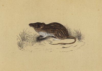 Barbary Mouse (farve litho) af English School