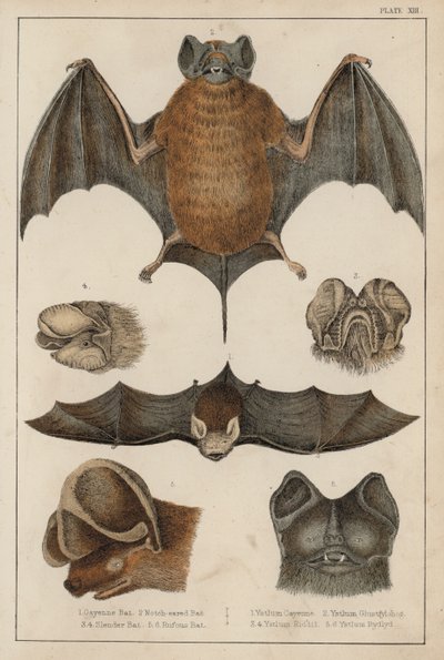 Flagermus (farvet gravering) af English School