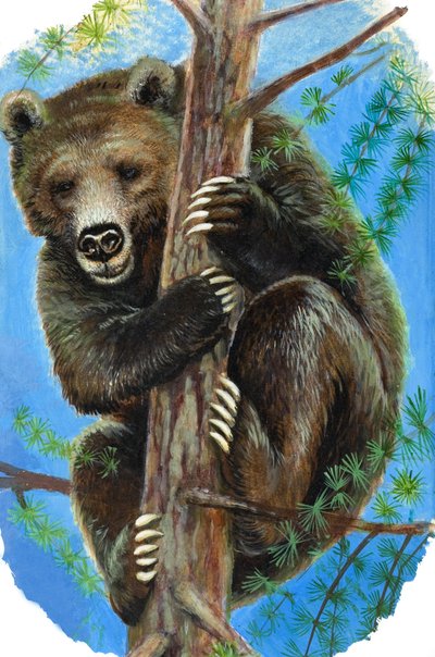Bear in a Tree (gouache på papir) af English School