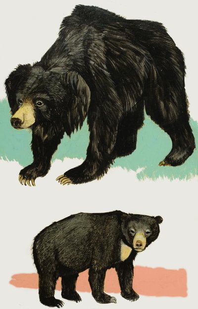 Bjørne af English School