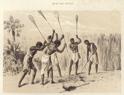 Slå sorgo af English School