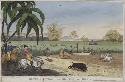 Zuckerrohr für ein Schwein schlagen von English School