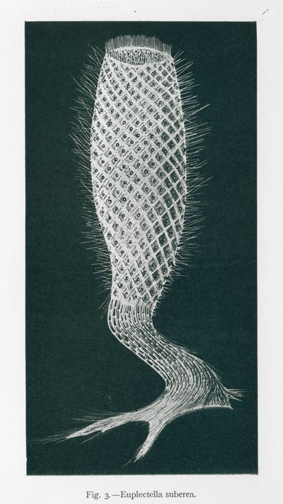 Skønheder i naturen: Euplectella Suberea (litho) af English School