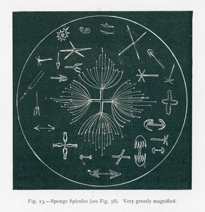 Schönheiten der Natur: Schwammspicula (Lithografie) von English School