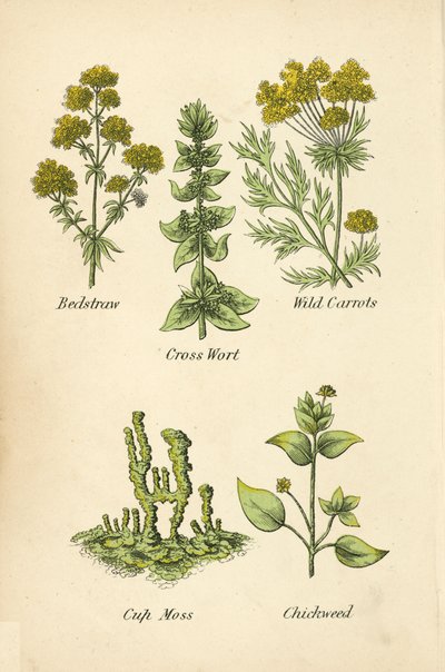 Sengehalm, korsurt, vilde gulerødder, kop mos, kyllingemad (farve litho) af English School
