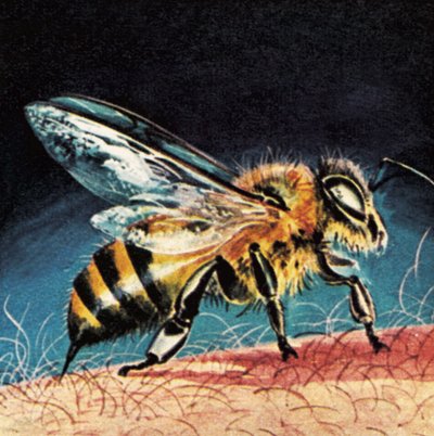 Bistikker af English School