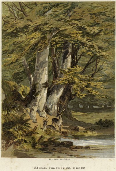 Bøgetræer nær Selborne, Hampshire af English School