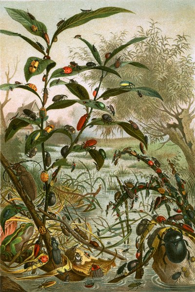 Biller i en oversvømmelse af English School