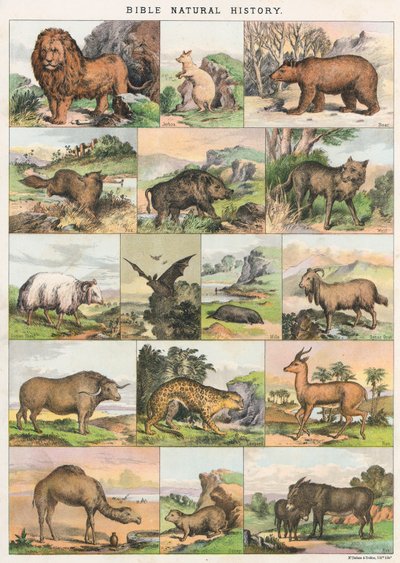 Bibelens naturhistorie af English School