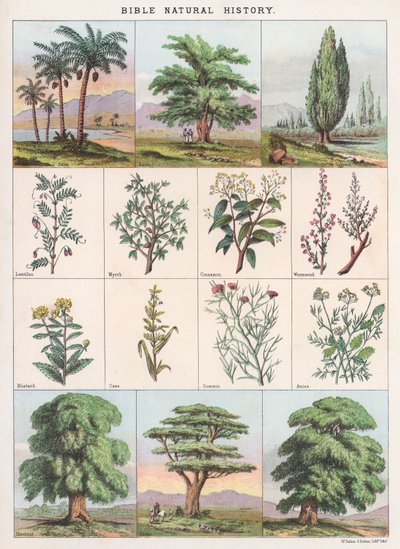 Bibelens naturhistorie af English School