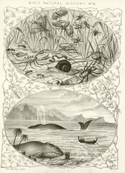 Biblische Naturgeschichte von English School