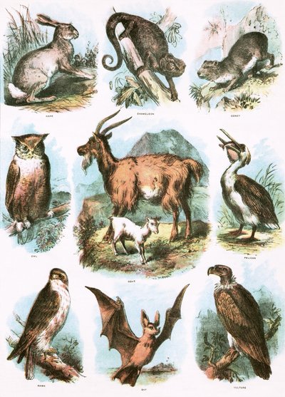 Bibelske Illustrationer af English School