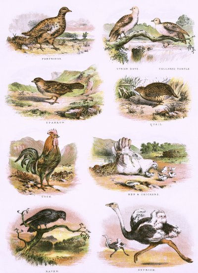 Bibelsk naturhistorie af English School