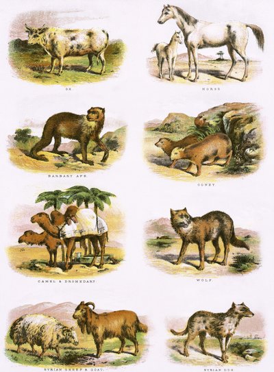 Bibelsk naturhistorie af English School