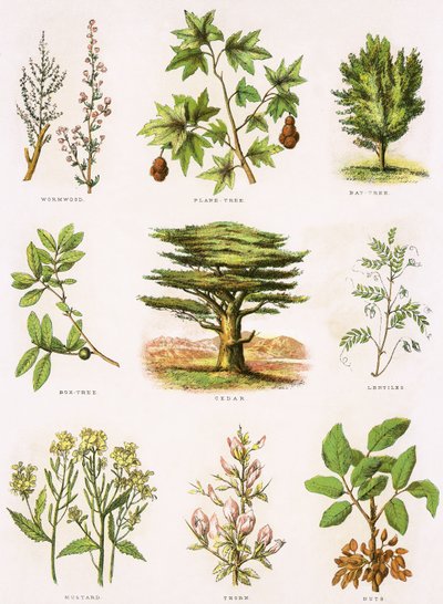 Bibelsk naturhistorie af English School