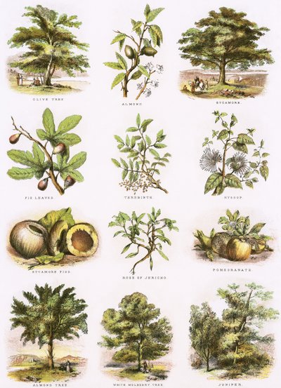 Bibelsk naturhistorie af English School