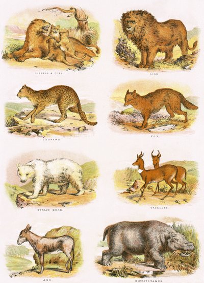 Bibelsk naturhistorie af English School