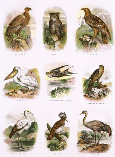 Bibelsk naturhistorie af English School