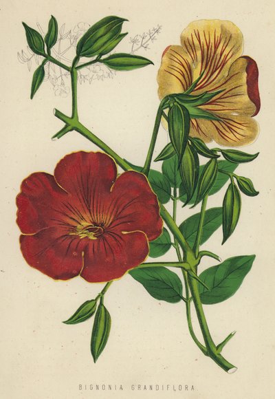 Bignonia Grandiflora (chromolitho) af English School