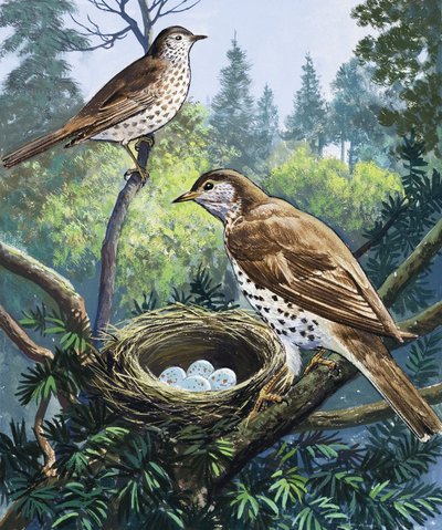 Fugle og Rede af English School