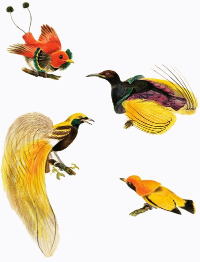 Paradisets fugle af English School