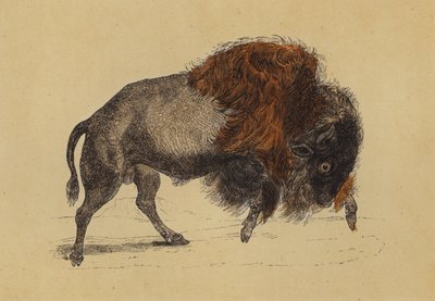 Bison (farvelitografi) af English School