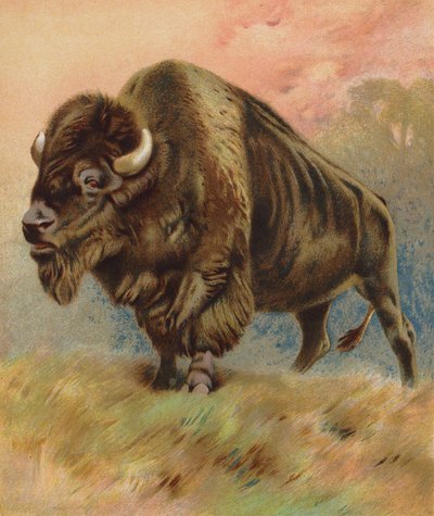 Bison (farvelitografi) af English School