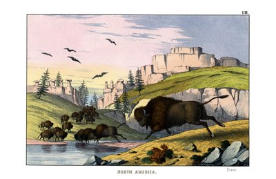 Bison af English School