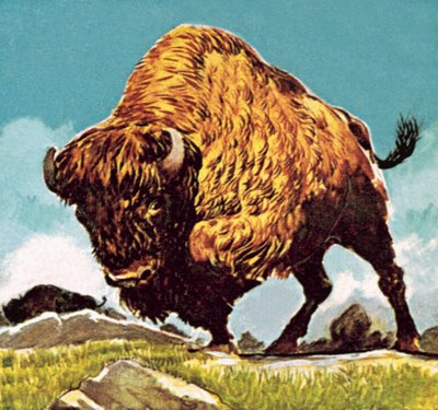 Bison af English School
