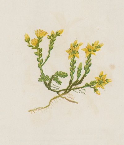 Bidende stenurt, Sedum Acre (farvelitografi) af English School