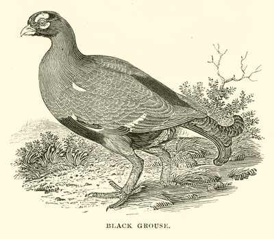 Grouse (gravering) af English School